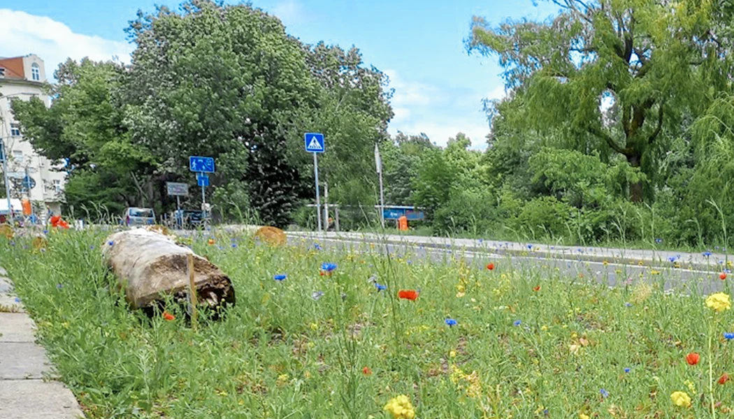 Wiese mit Blumen
